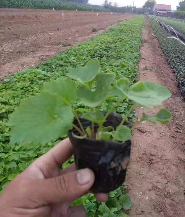 基地种植二月兰    二月兰直销