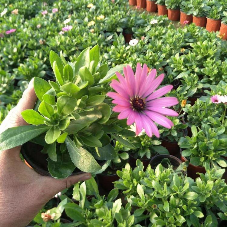 红花炸酱草 宿根花卉红花炸酱草 山东红花炸酱草基地批发