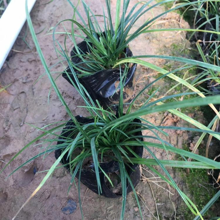 WD青绿苔草 青绿苔草基地批发价格 青绿苔草绿化