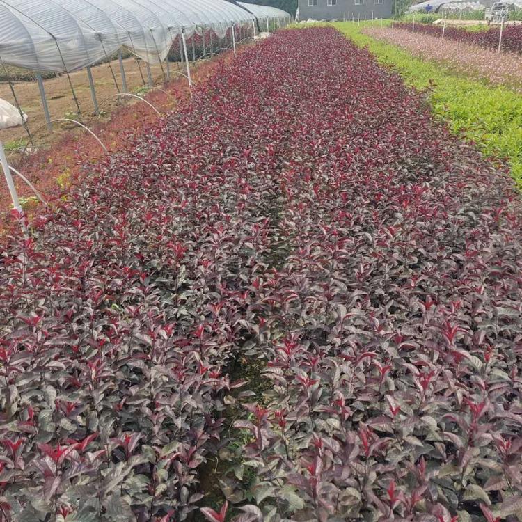 山东紫叶矮樱基地 紫叶矮樱杯苗