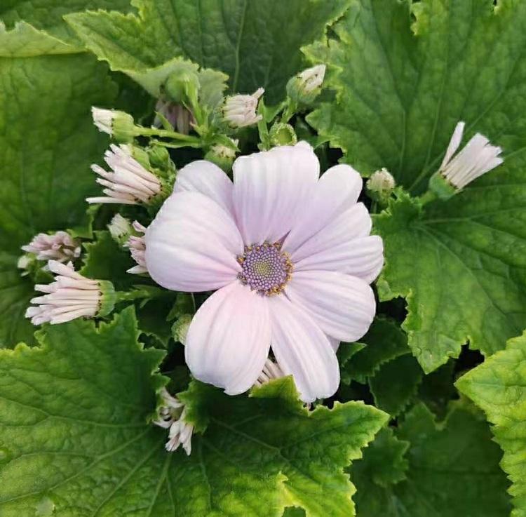 富贵花价格 苗圃出售富贵花