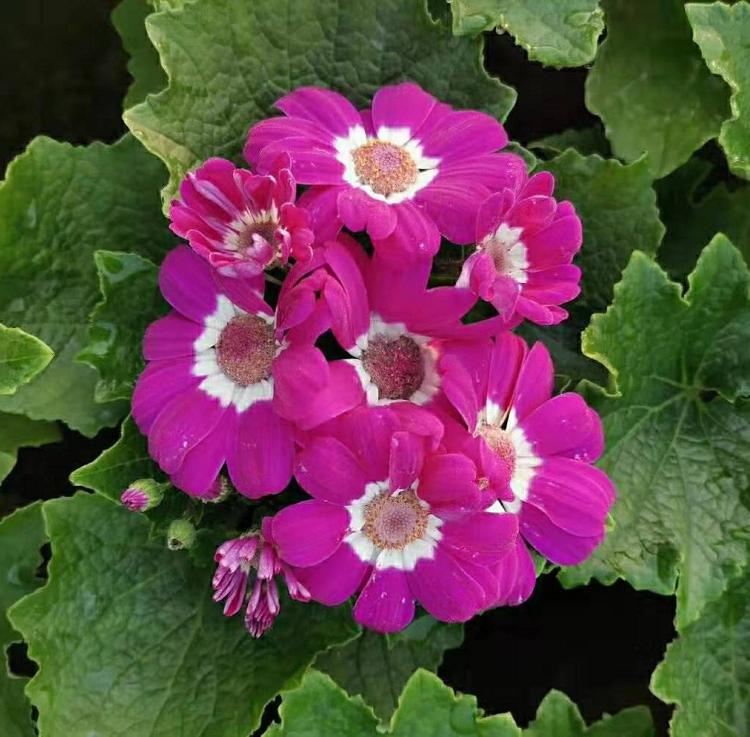 黄瓜花价格 黄瓜花批发直销