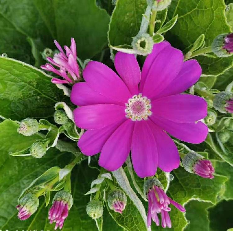 青州基地瓜叶菊 大花瓜叶菊价格 菊花 迷你盆栽 混色装