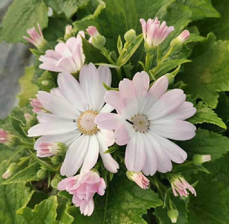 黄楼基地瓜叶菊 大花瓜叶 菊花 多色装瓜叶菊批发供应商