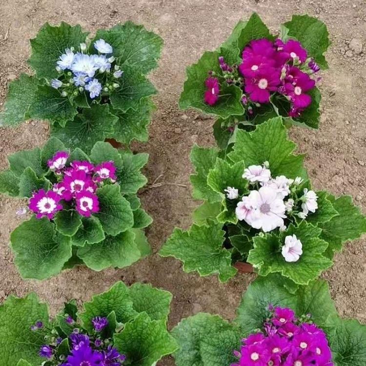 瓜叶菊