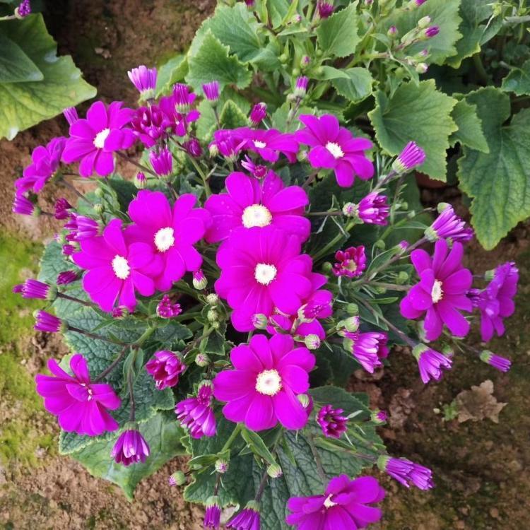 瓜叶菊 常年批发供应瓜叶菊 瓜叶菊苗 基地种植