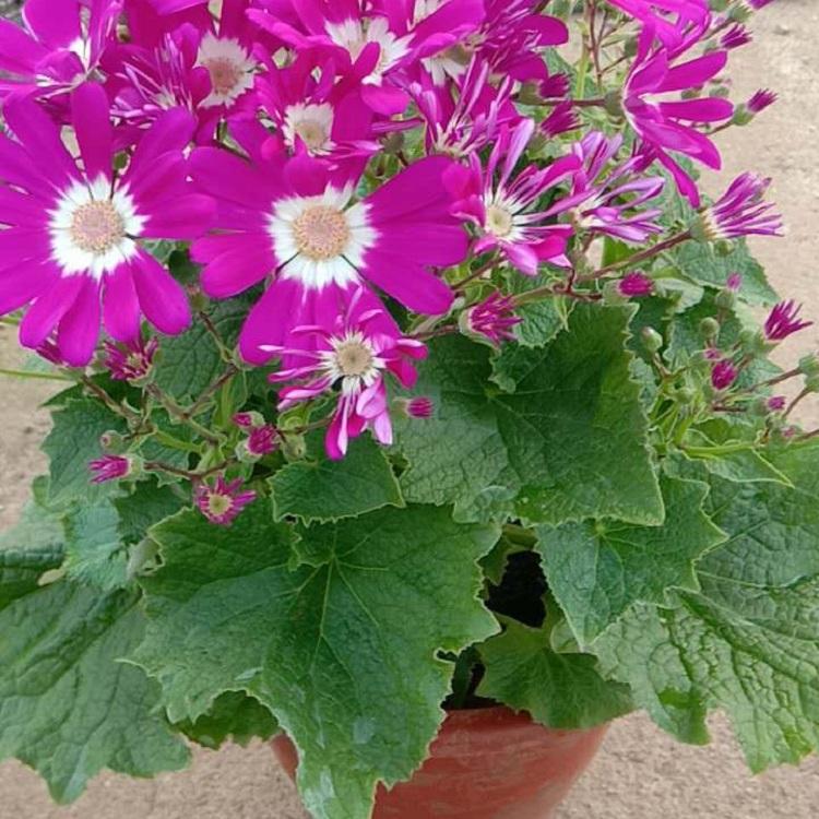 观花植物品种瓜叶菊 苗圃现货供应大量瓜叶菊小苗