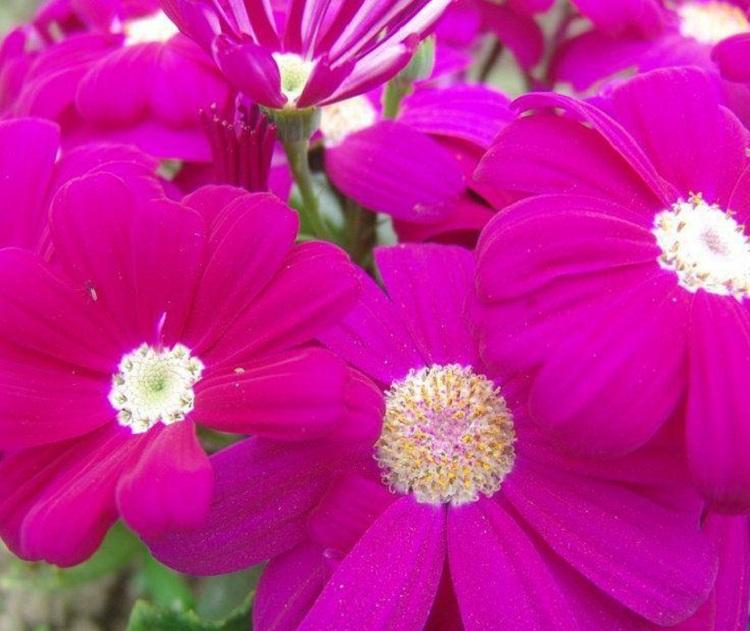 供应瓜叶菊苗大量批发 小苗 瓜叶菊价格 绿化工程供应