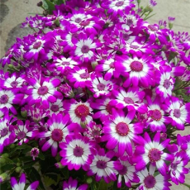 山东青州批发瓜叶菊  瓜叶菊盆花阳台观赏