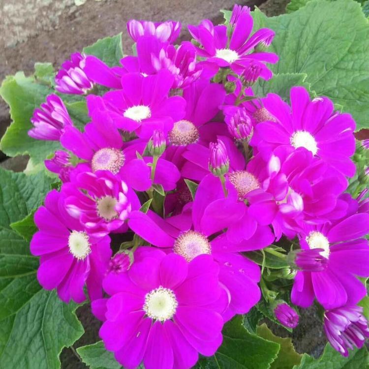 青州瓜叶菊基地直销 盆栽瓜叶菊 大棚批发 草本瓜叶菊