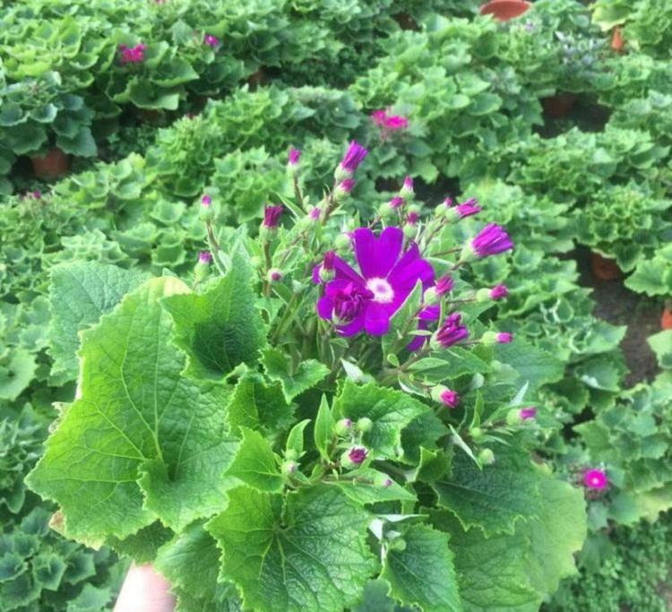 盆栽瓜叶菊批发 庭院租摆好看多色系的瓜叶菊 瓜叶菊穴盘价格