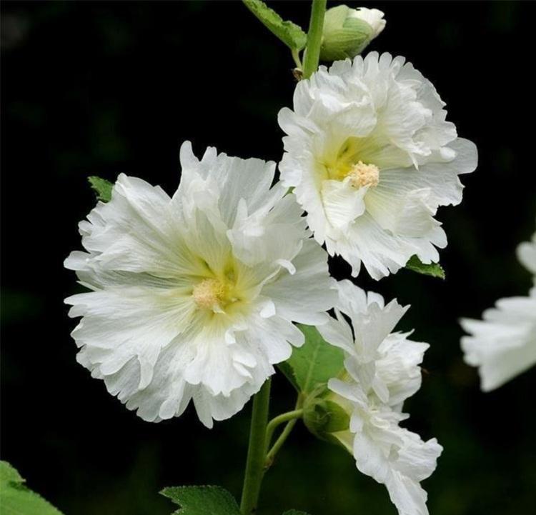 大花秋葵价格 蜀葵 宿根花卉 花海植物品种多样
