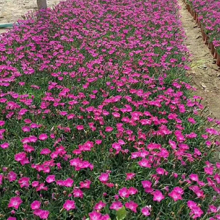 欧石竹批发基地 钰艺欧石竹 欧石竹种植密度