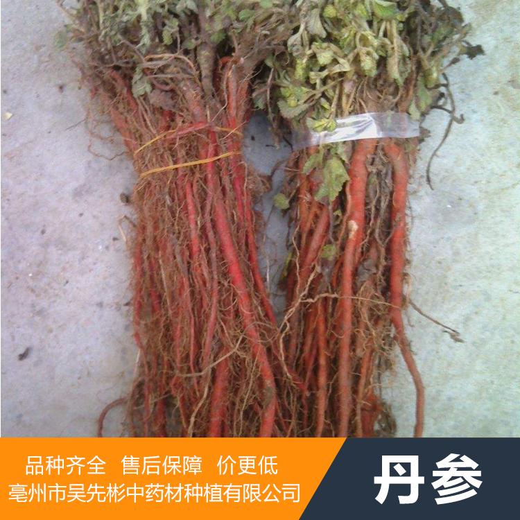 丹参苗 丹参苗子  送种植要点