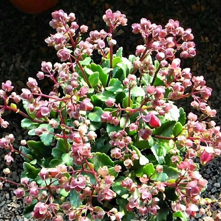 宫灯长寿花种植基地  宫灯长寿批发价格 宫灯长寿供应
