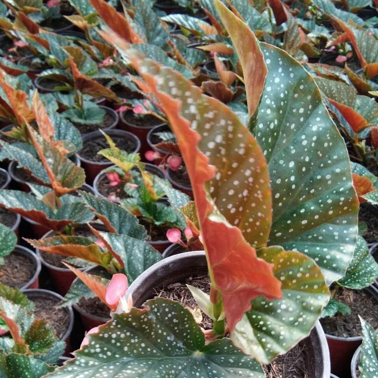 竹节海棠种植基地 竹节海棠批发价格 竹节海棠松青价格