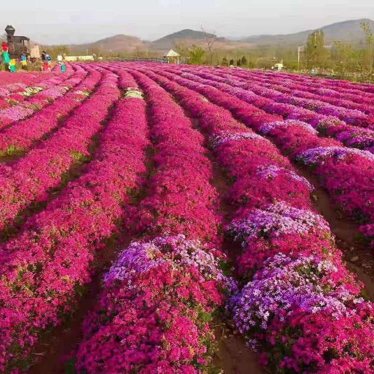 丛生福禄考     丛生福禄考小苗   草花基地直销    芝樱   芝樱小苗