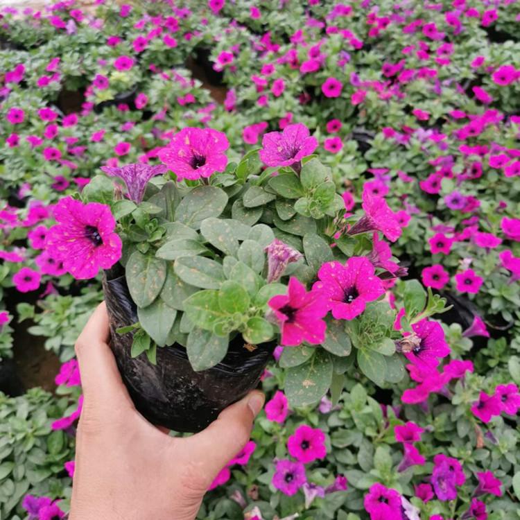 山东垂钓牵牛价格  垂钓牵牛批发销售