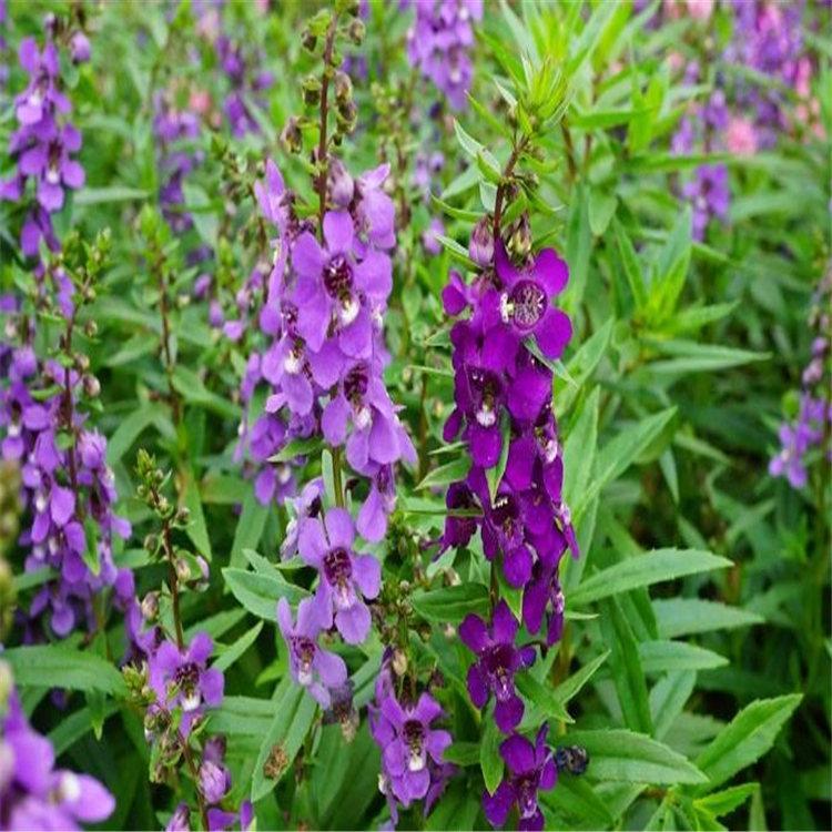 香彩雀价格 山东香彩雀种植基地 宿根花卉绿化苗木批发租摆