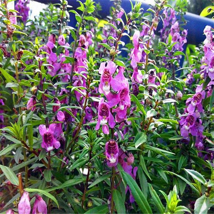 香彩雀价格 山东香彩雀种植基地