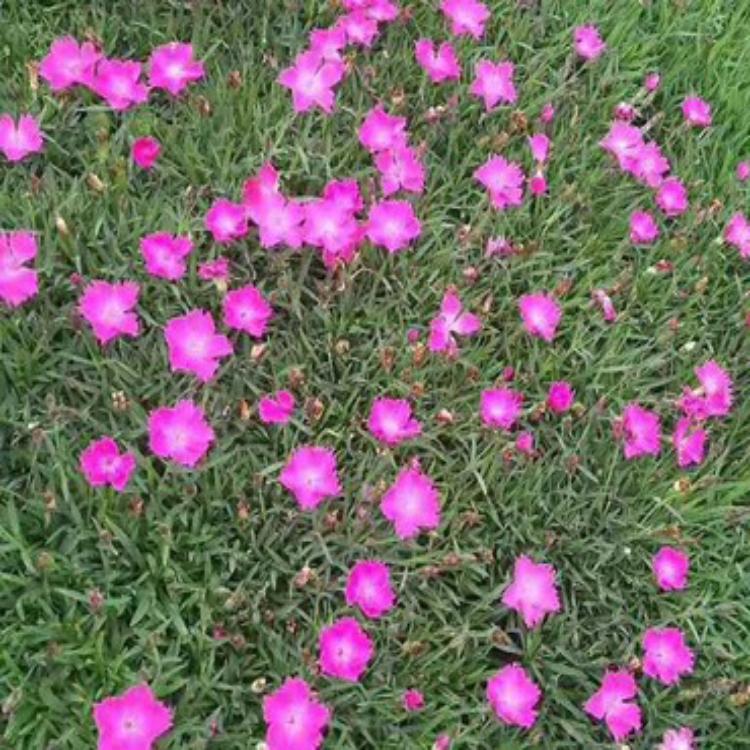 欧石竹 江西欧石竹种植基地 现货供应