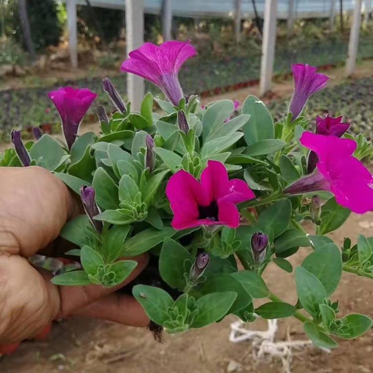 垂吊牵牛小苗 垂吊牵牛批发