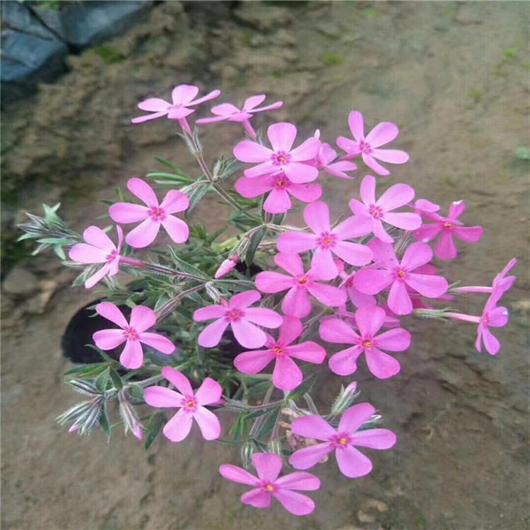 青州供应多色丛生福禄考  芝樱 价格