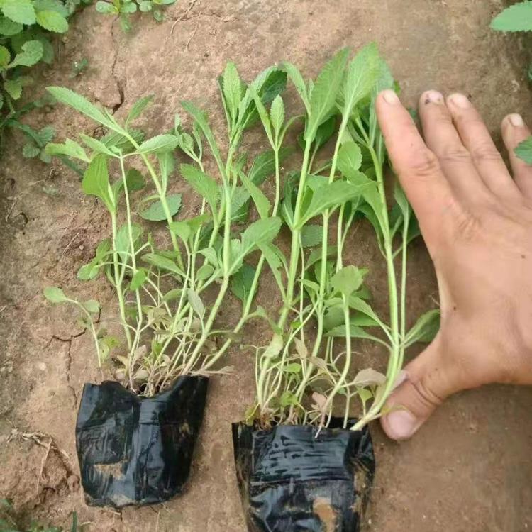 马鞭草价格 马鞭草小苗批发 马鞭草花海设计
