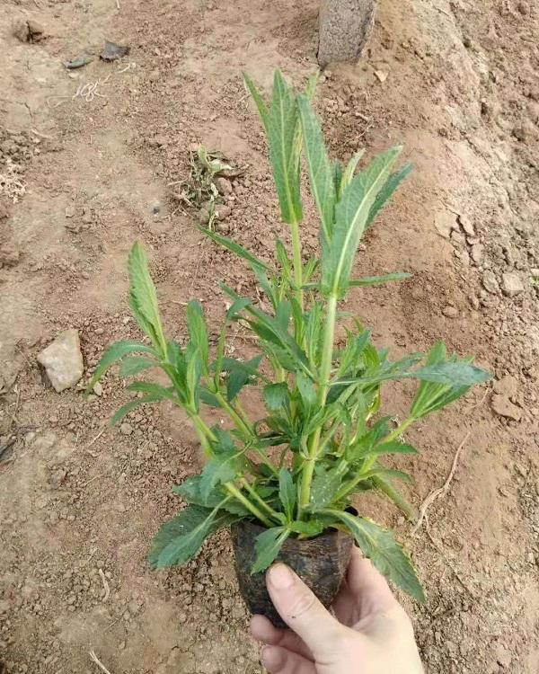 山东薰衣草基地直销   薰衣草苗