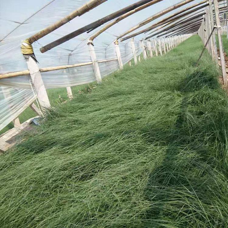 粉黛乱子草花海苗基地种植 山东青州粉黛乱子草销售基地