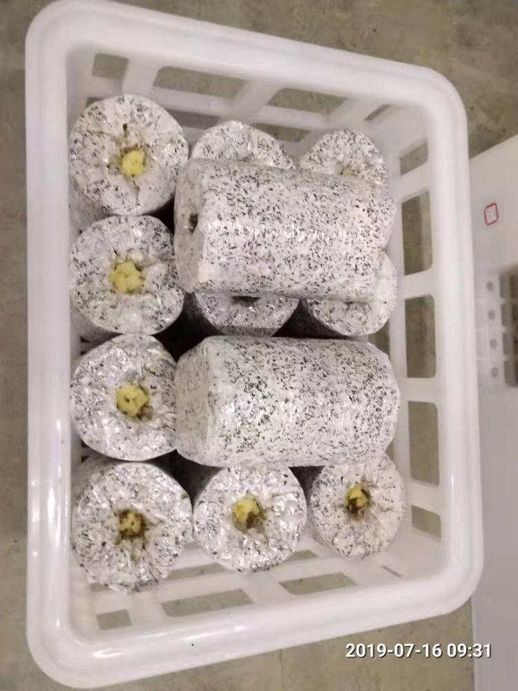黑皮鸡枞菌菌包大量现货供应 厂家直销