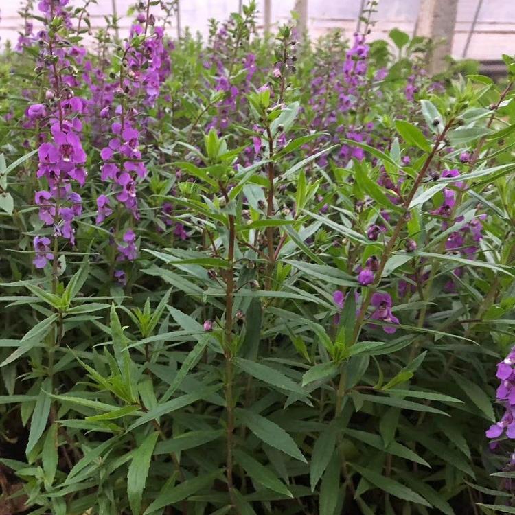 香彩雀 草花系列 厂家直销厂家发货厂家采购 黑皮盆香彩雀价格