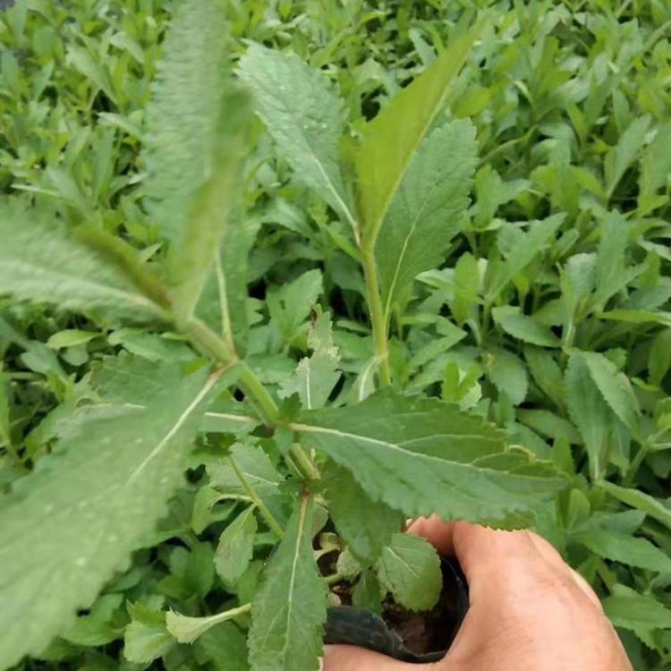 柳叶马鞭草 马鞭草价格 宿根花卉马鞭草