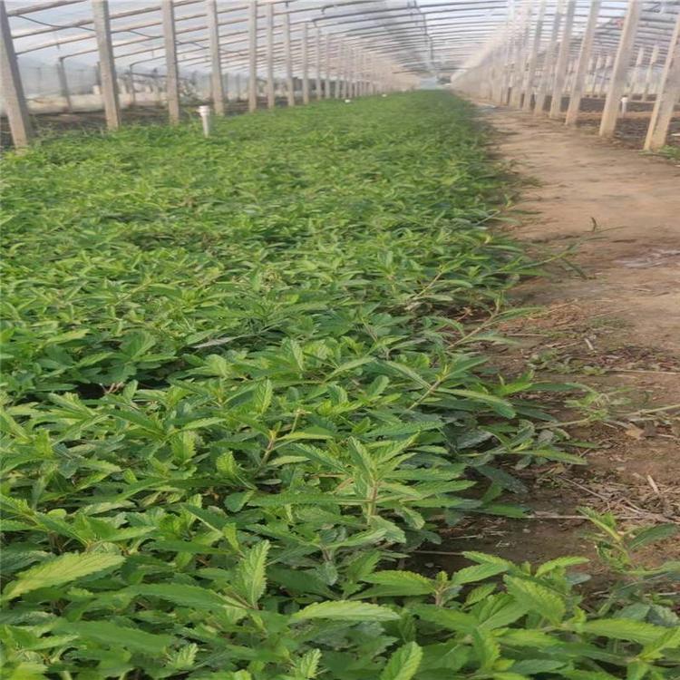 马鞭草价格 柳叶马鞭草 山东马鞭草基地