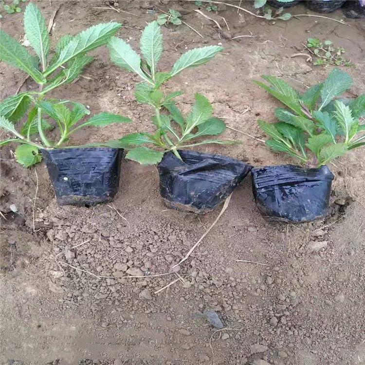 青州马鞭草价格 马鞭草杯苗 马鞭草花海用苗