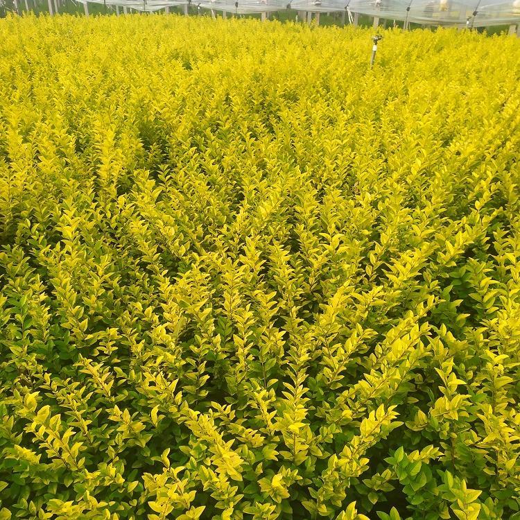 山东绿化苗木金叶女贞   金叶女贞种植基地