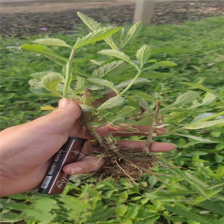 马鞭草