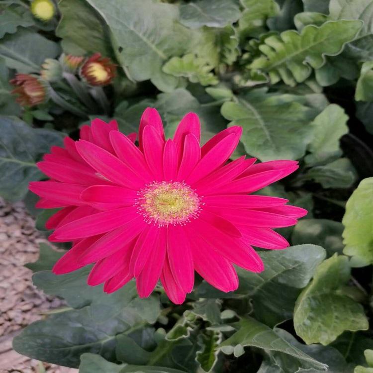 一键售后 非洲菊种植 山东非洲菊