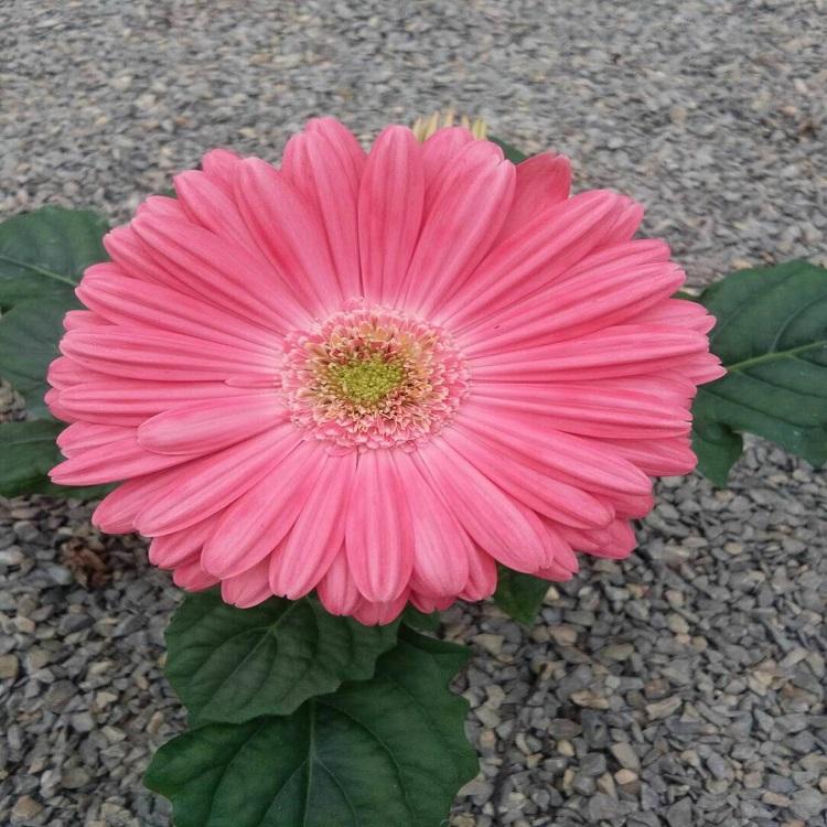 价格实惠 非洲菊种植基地 河南非洲菊