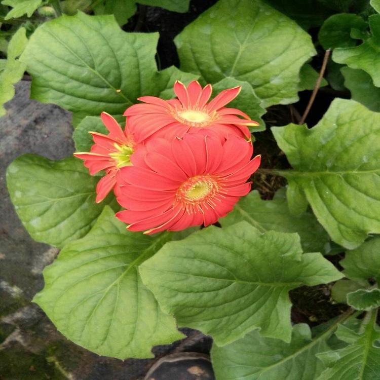 非洲菊 非洲菊种植基地 一键售后