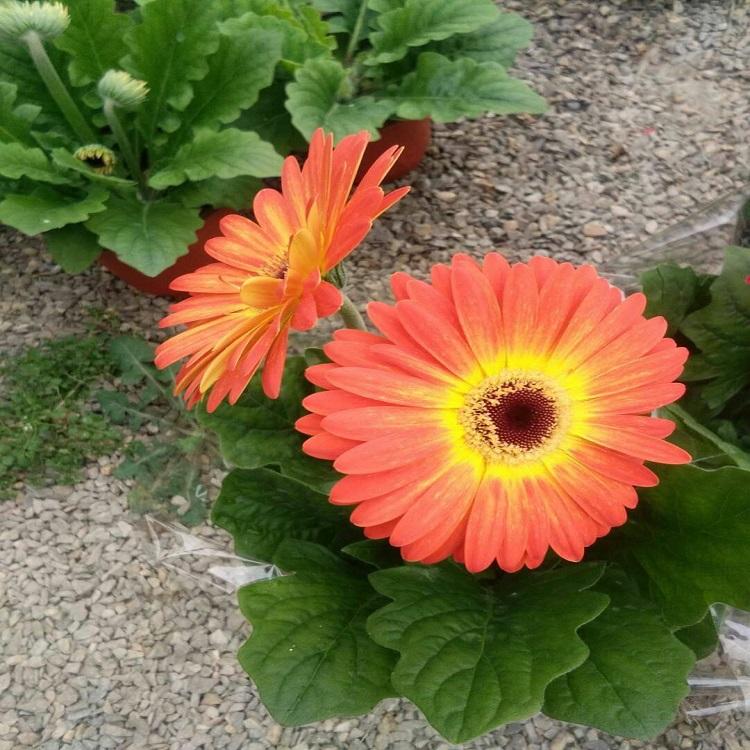 一键售后 非洲菊供应 青州非洲菊