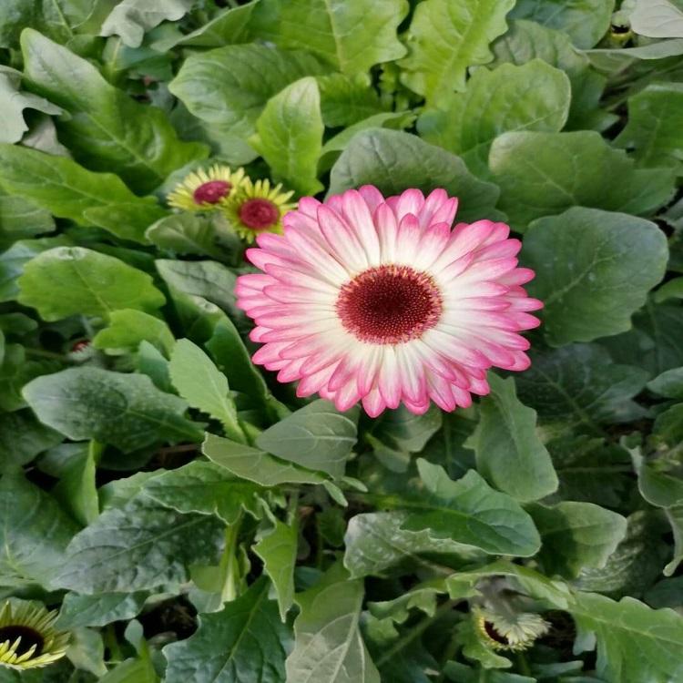价格实惠 非洲菊供应 河北非洲菊