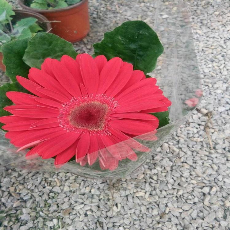 非洲菊 非洲菊种植 价格实惠