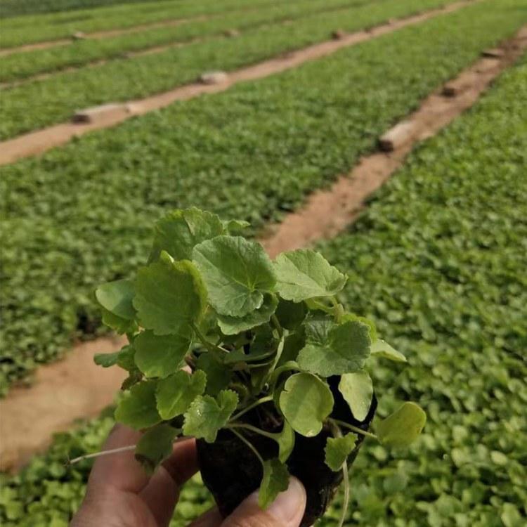 开春热销草花二月兰    二月兰价格
