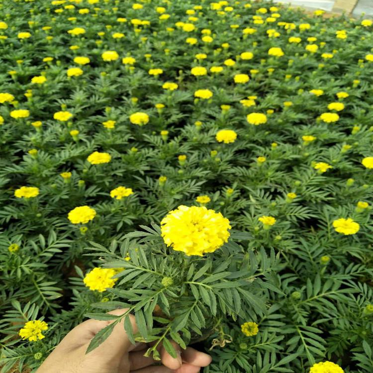孔雀草小苗 青州孔雀草价格