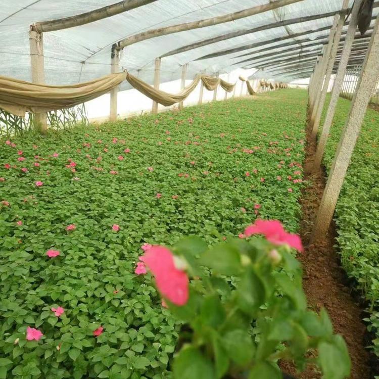 凤仙花  凤仙花小苗        草花基地