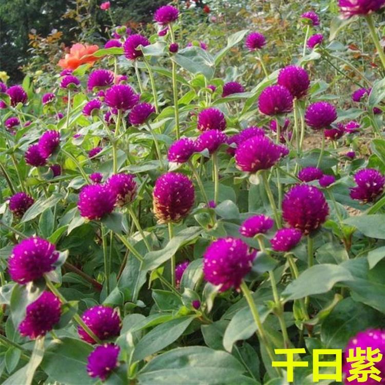 千日红批发 价格