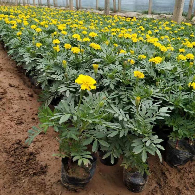 孔雀草   孔雀草小苗   草花基地   绿化专用   直销