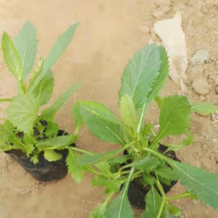 马鞭草  马鞭草小苗草花批发   直销