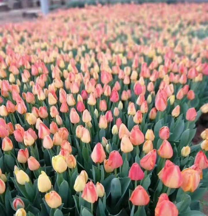 郁金香  郁金香草花 郁金香小苗